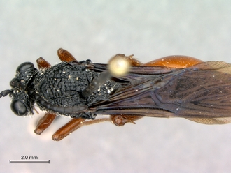 Oberthuerella_lenticularis_Ivory Coast_female_habitus_dorsal